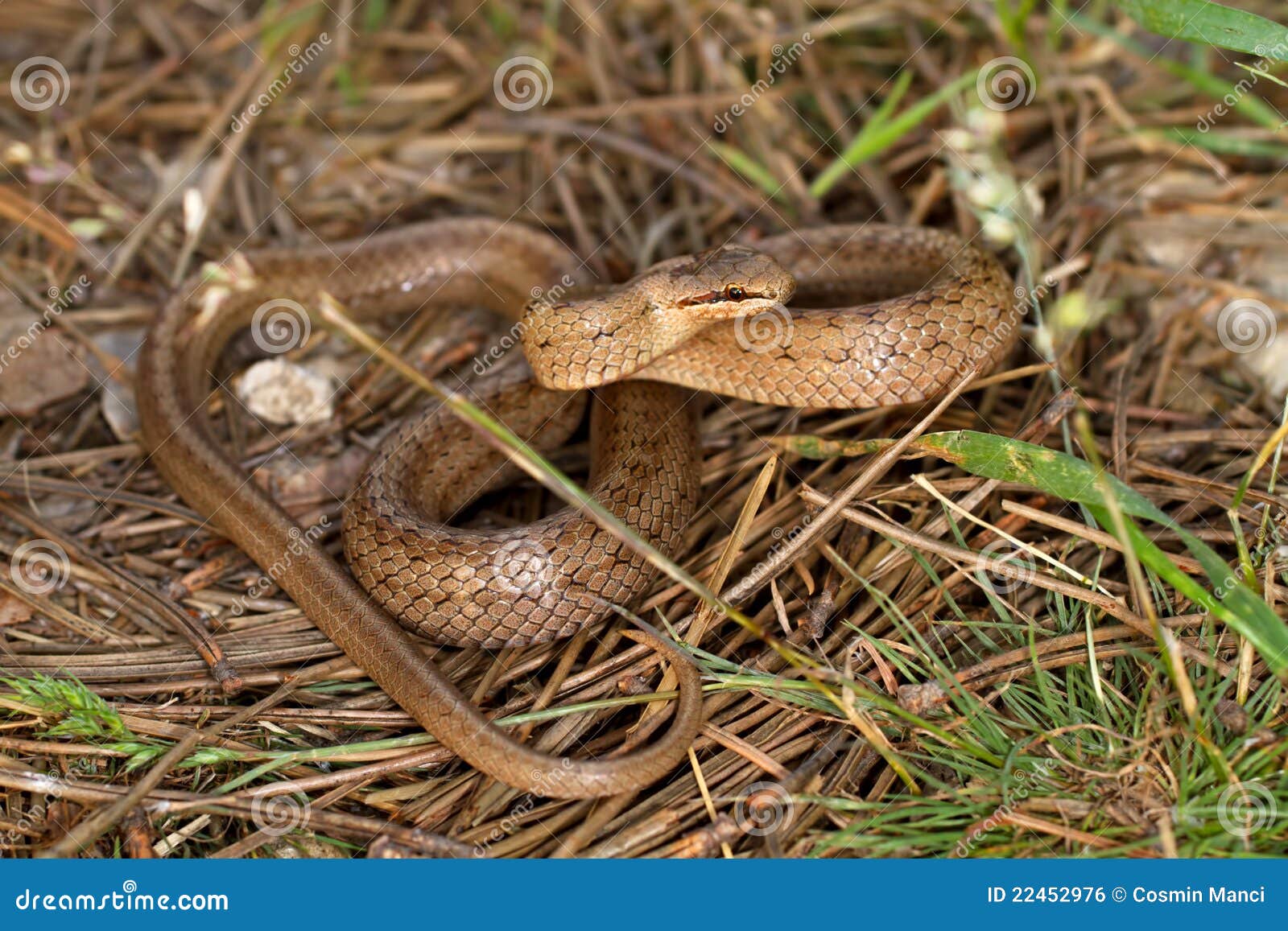 Медянка змея в беларуси ядовитая или нет фото