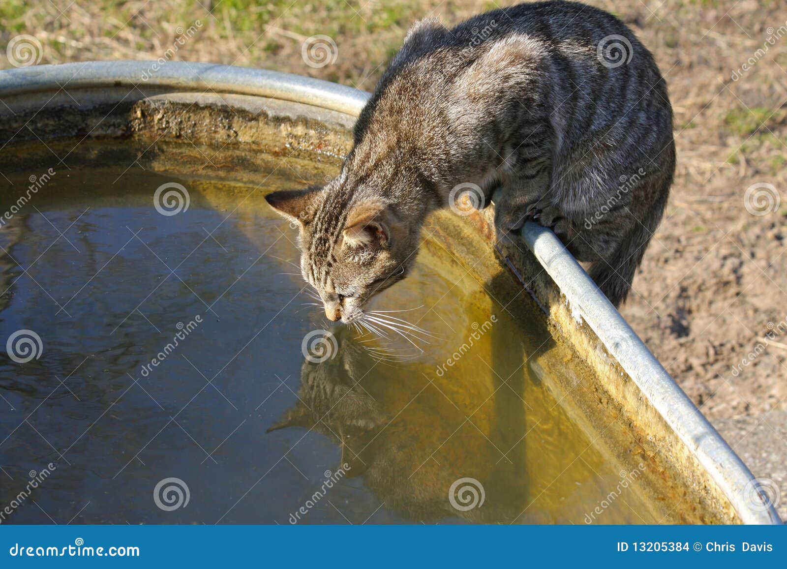 Сколько коты могут без еды и воды. Большую кошку для воды. Кот вода на французском. Сколько коты могут прожить без воды. Cats Drink Water.