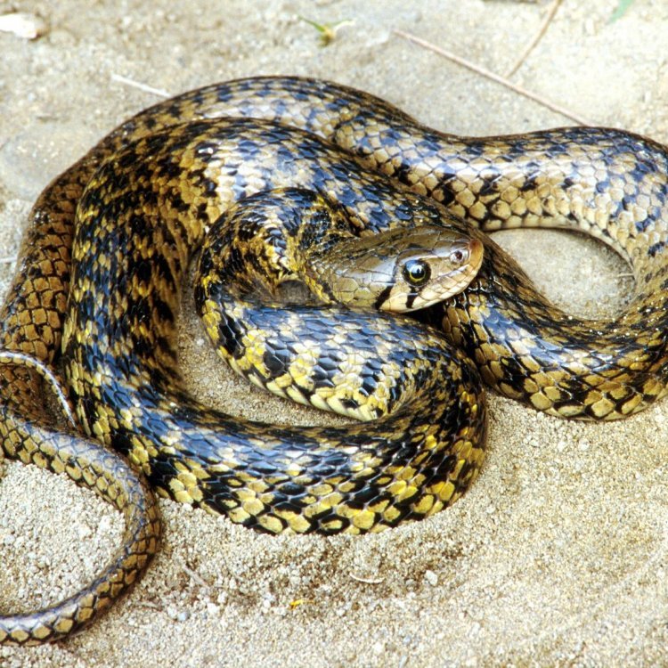 Какое название змеи. Змеи породы. Змеи Кубани. Змеи и их названия. Породистые змеи.