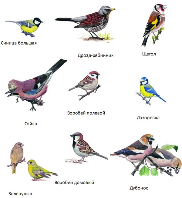 Какие птицы живут в пермском крае фото с названиями