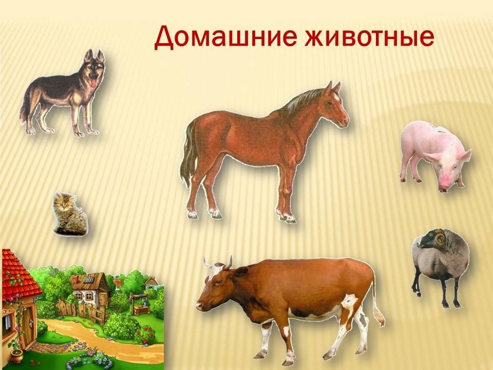 Какие животные могут быть домашними и дикими