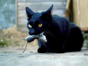 Чёрный кот поймал мышь