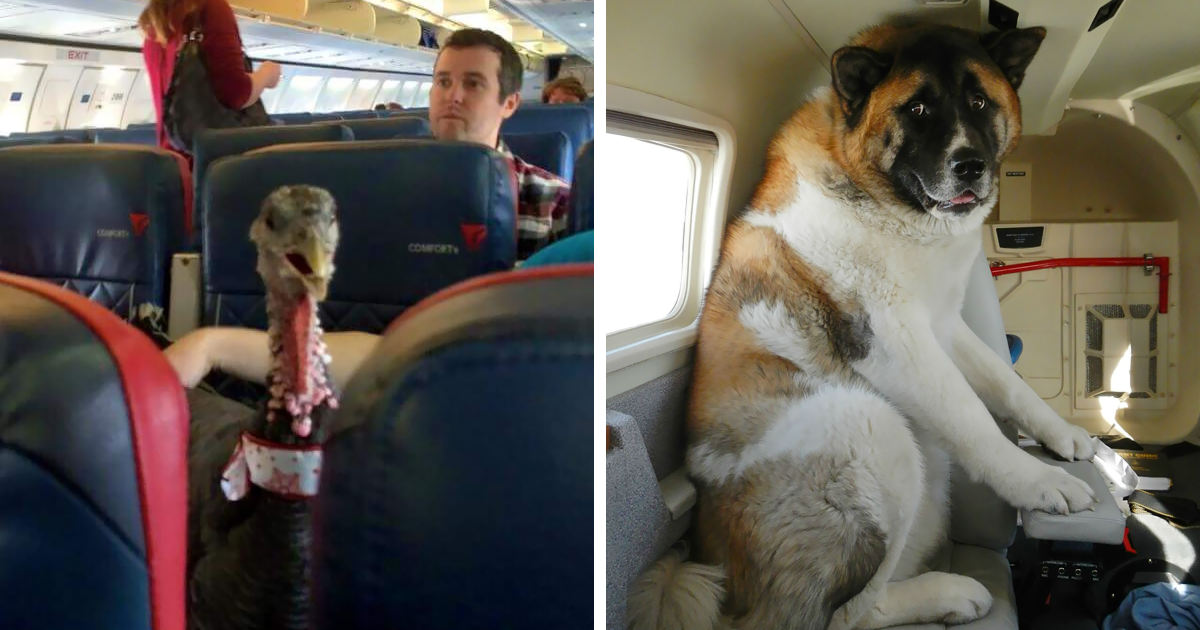 Отсек для животных в самолете s7. Багажное отделение самолета для животных турецкие авиалинии. Животные в салоне самолета. Собака в самолете. Кошки переводят собаку