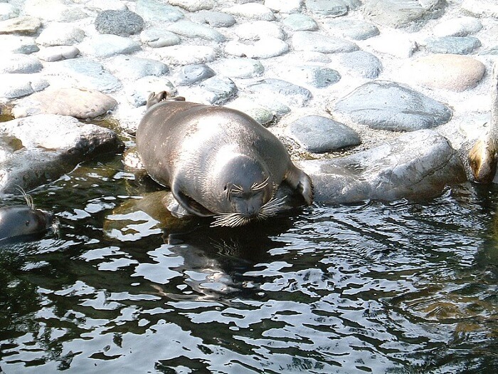Freshwater Seals wildlife in Russia