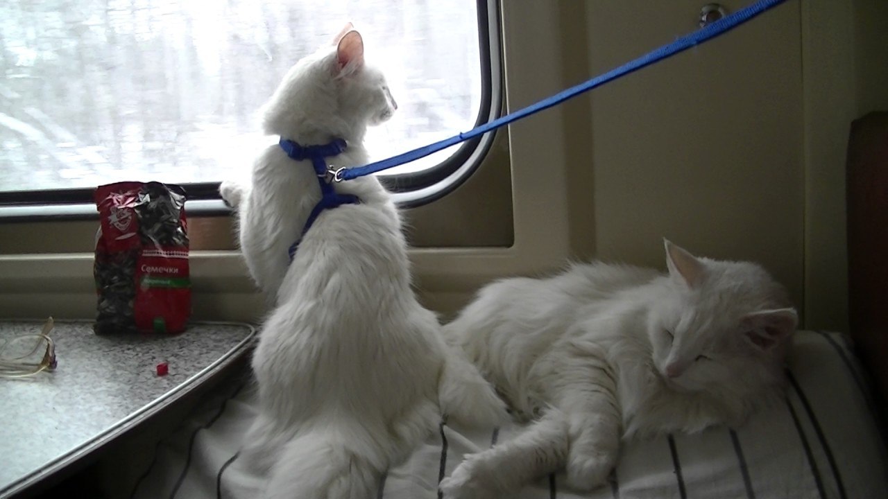 Две кошки в поезде