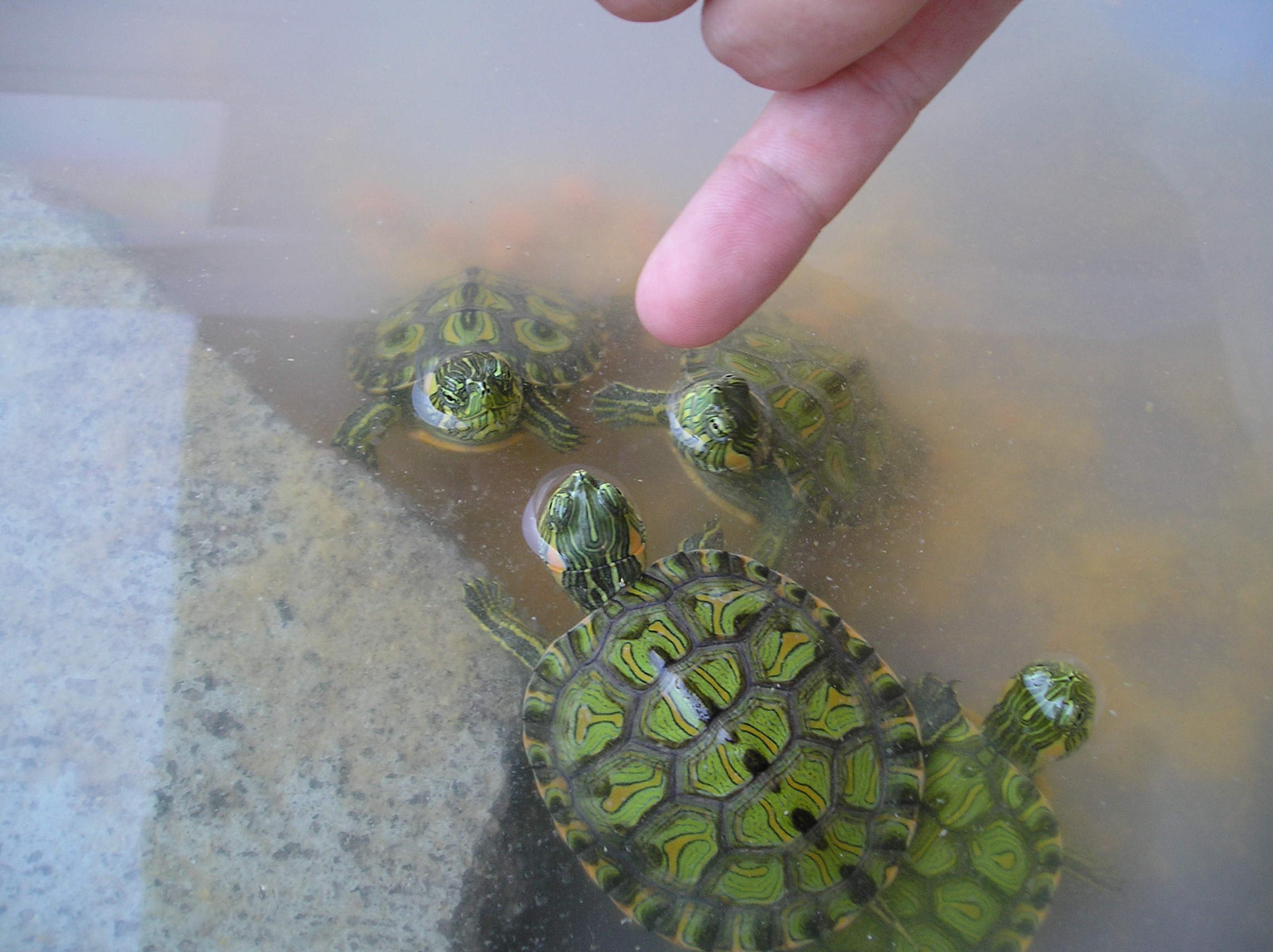 Как содержать черепаху