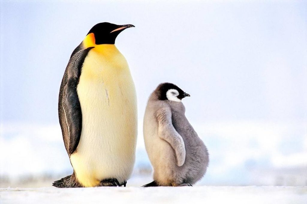 6_imperatorskij-pingvin