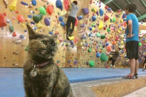 Вуличну кішку прихистили на скеледромі, а вона віддячила за доброту своїми неймовірними навичками в скелелазінні, які підкорили мережу