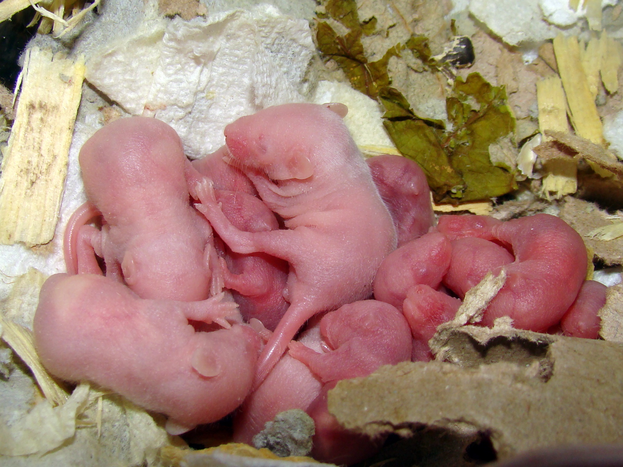 Новорожденные детеныши мыши. Новорождённые Грызуны.