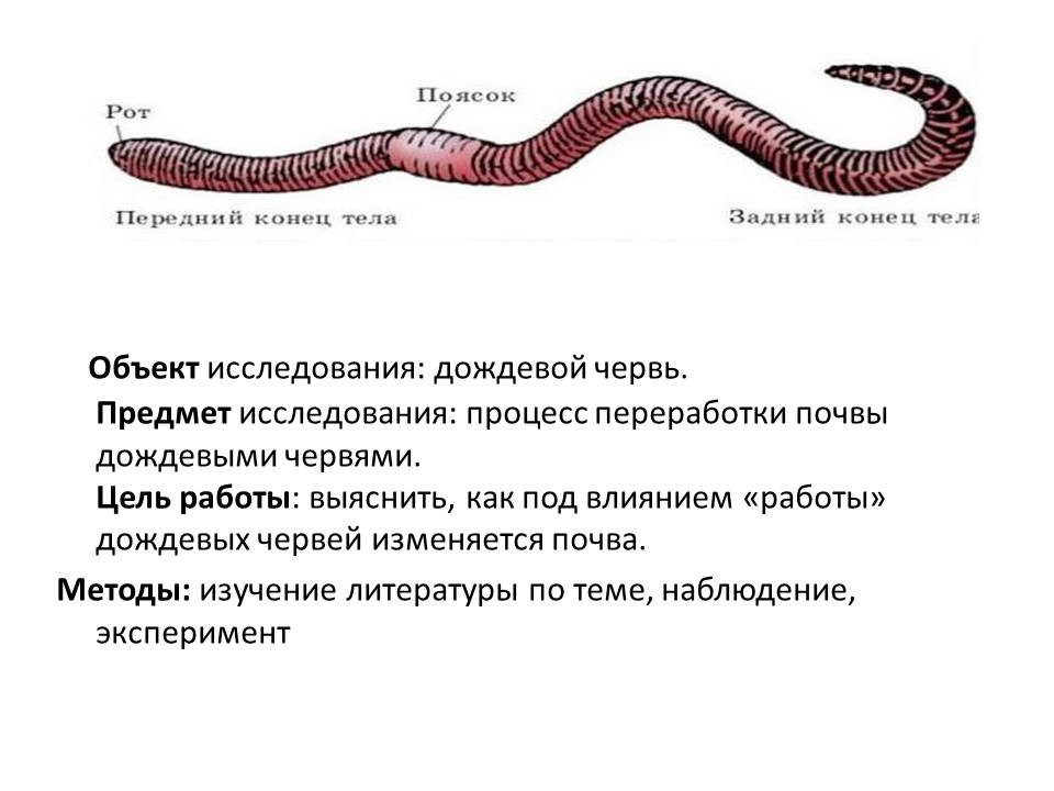 Сколько живут дождевые черви. Сколько живет дождевой червь. Жизненный цикл дождевого червя. Поделка дождевой червяк. Какое развитие у дождевого червя прямое или Непрямое.
