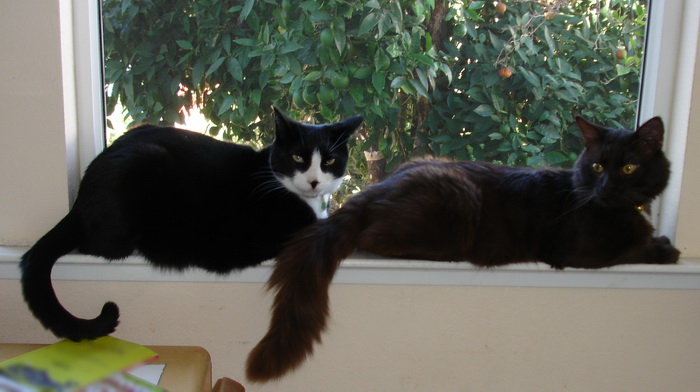 йоркская шоколадная кошка и домашняя кошка