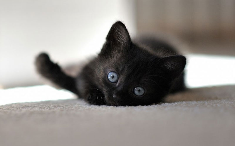Как подобрать имя для черного котенка