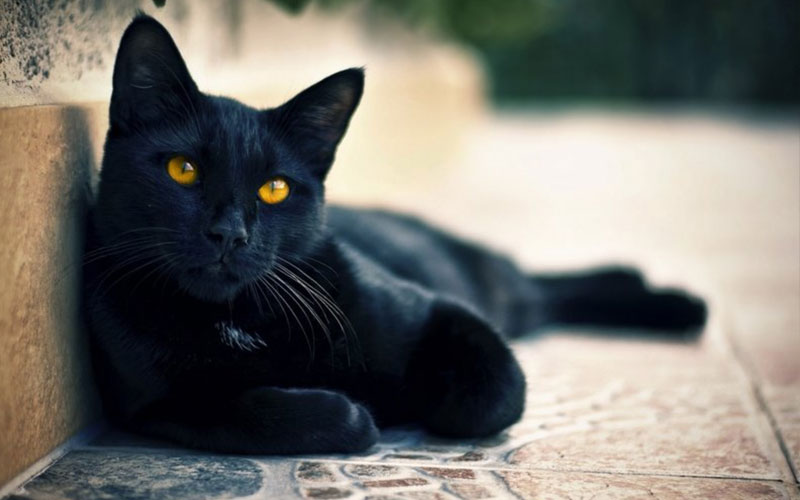 Имена для черного кота и кошки (популярные, необычные, тематические, креативные)