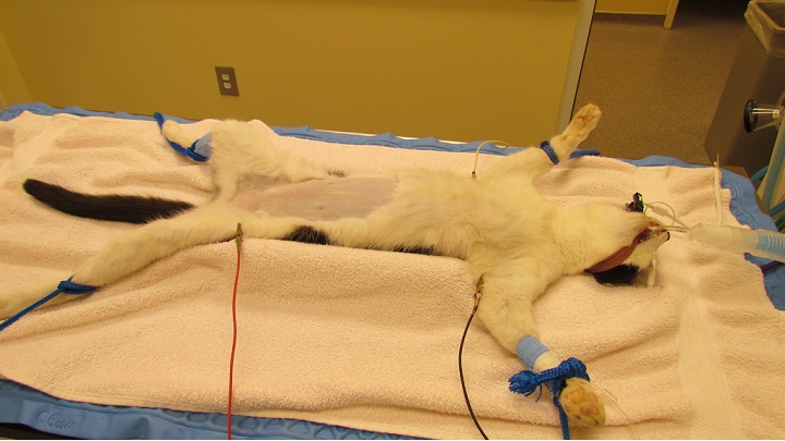 операция по удалению пиометры у кошки