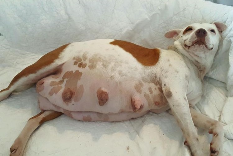 Беременная собака лежит