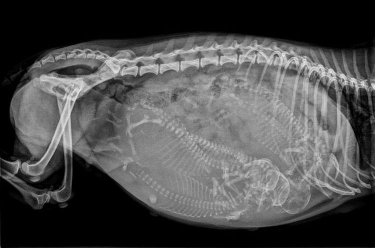 Рентгеновский снимок беременной собаки