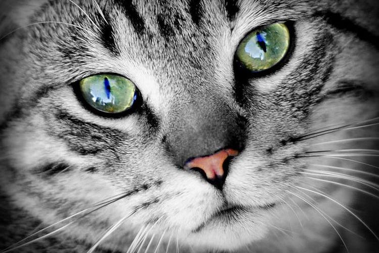 Кошка в зелеными глазами