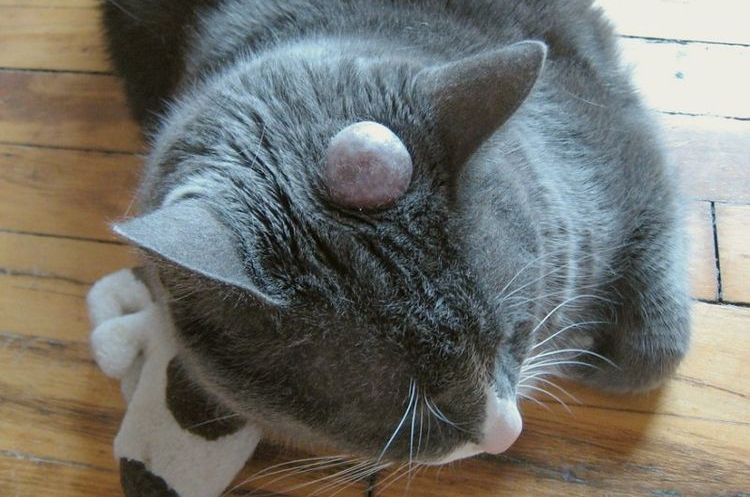 Киста на голове у кошки
