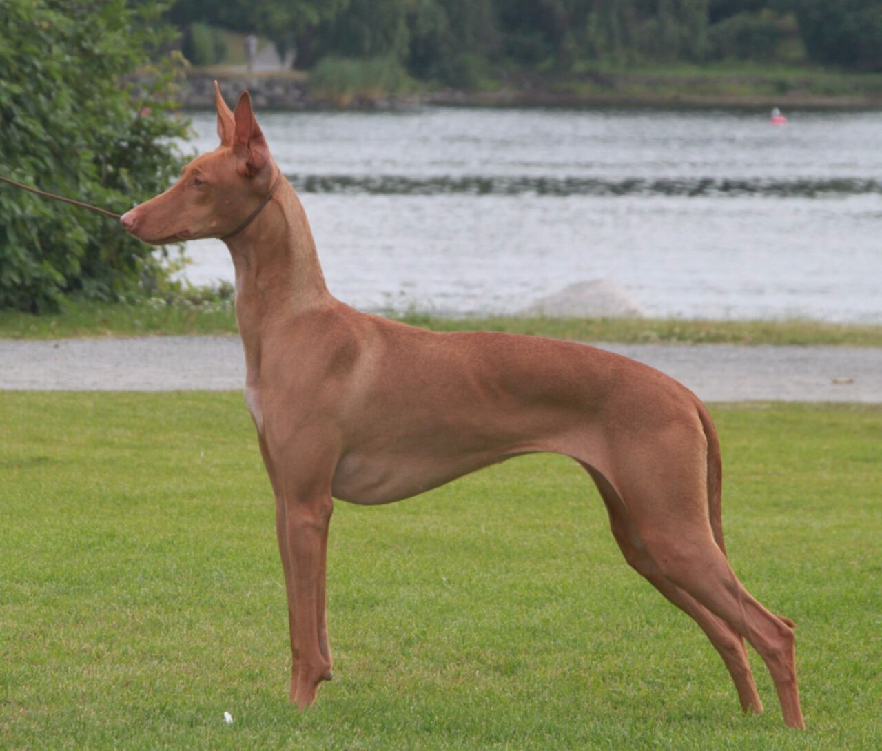 Собака с длинной шеей. Бэсинджер порода собак. Фараонова собака и басенджи. Египетская короткошерстная собака. Борзая короткошерстная.