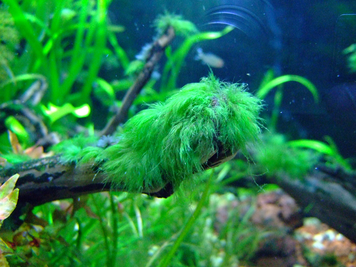 Как выглядит черная борода в аквариуме на растениях фото