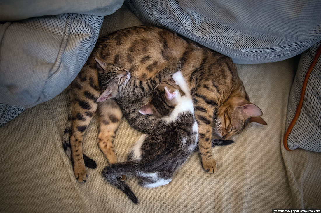 Кошки во сне к чему. Приснилась кошка к чему. К чему снятся коты и кошки. К чему снится кошка с котятами. Кошки и котята во сне к чему снятся.