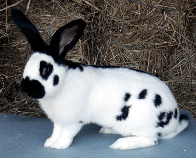 Необычная порода кроликов