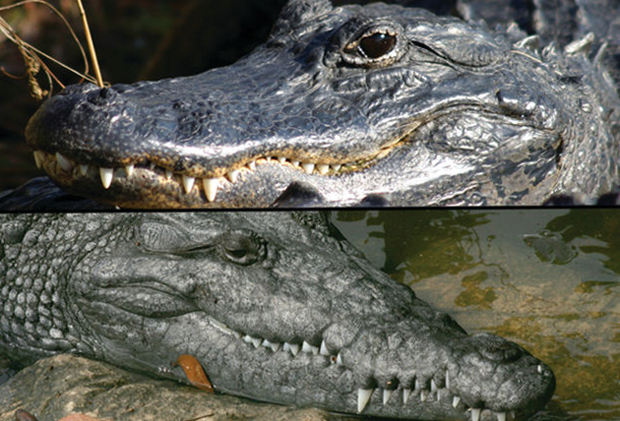 Аллигатор и крокодил