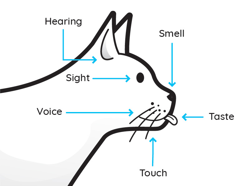 VetCheck Cat Senses Illustration