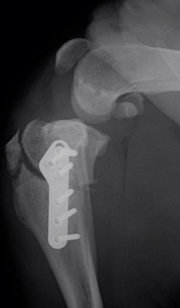 Разрыв связки у собаки. ПКС коленного сустава у собак. Разрыв ПКС У собаки рентген. Разрыв крестообразной связки у собак.