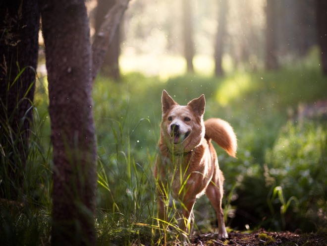 Собака играет в лесу
