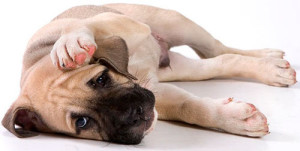 Причины появления демодекоза (подкожного клеща) у собак и кошек