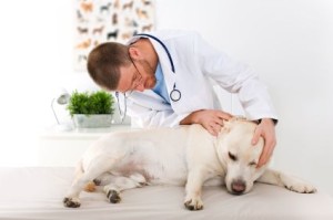 Па­тоге­нез, симптомы и течение демодекоза (подкожного клеща) у собак и кошек