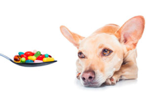 Лечение недержания мочи у собак
