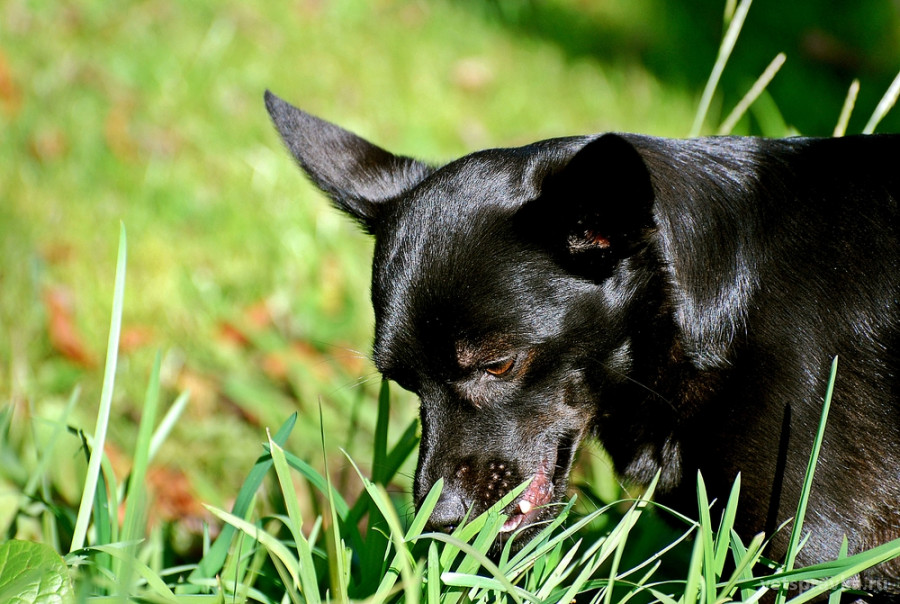 Собака ест траву. Польза или вред?