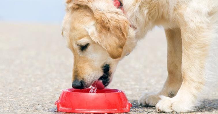 Что делать в домашних условиях, если у собаки понос, на фото пёс пьёт воду