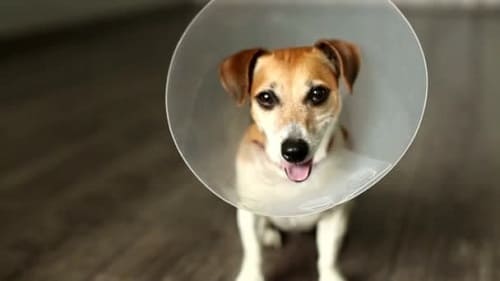 Собака в защитном воротнике перед лечением лишая
