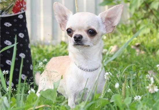 Чихуахуа – самая маленькая гладкошерстная порода собак