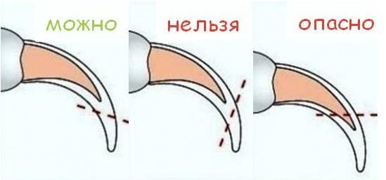 Как стричь когти хаски