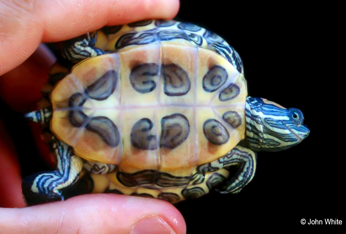 Сердце черепахи поделено на два. Самка красноухой черепахи. Пол красноухой черепахи. Красноухая черепаха мальчик. Красноухая черепаха самец.