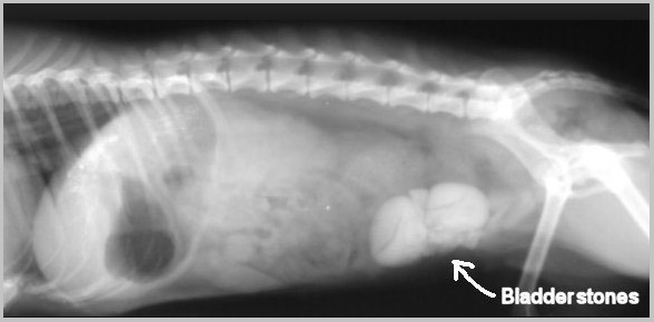 Операция мочевой пузырь собака. Пиометра на рентгене у собак. Рентген мочевого пузыря собаки.