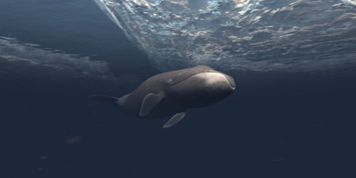 полярный кит