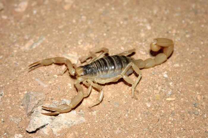 Аризонский волосатый скорпион