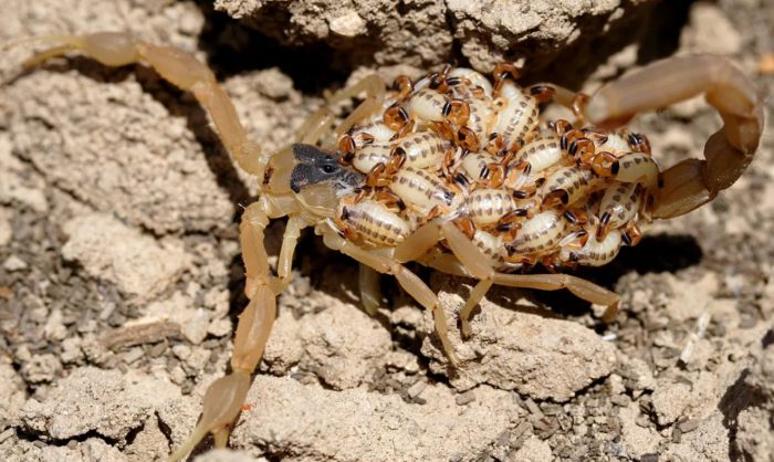 Самка скорпиона с детенышами на прогулке