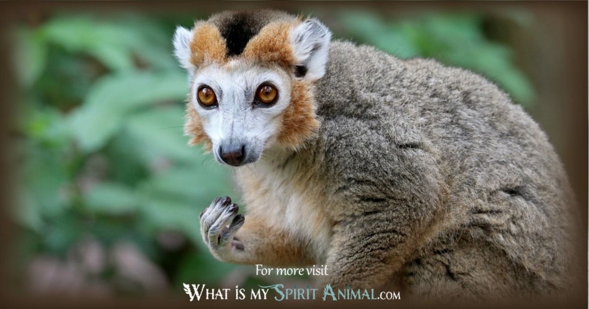 lemur totem animal 1200x630