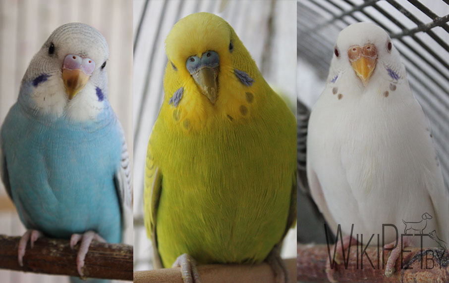 три волнистых попугайчика разного цвета