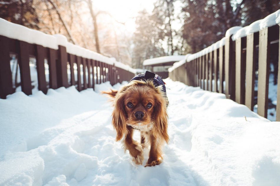 Спаниель гуляет по снегу фото