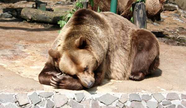 Характер бурого медведя