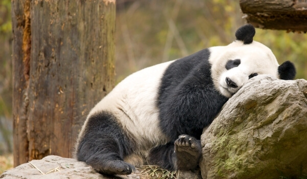 Фото: Большая панда Красная книга
