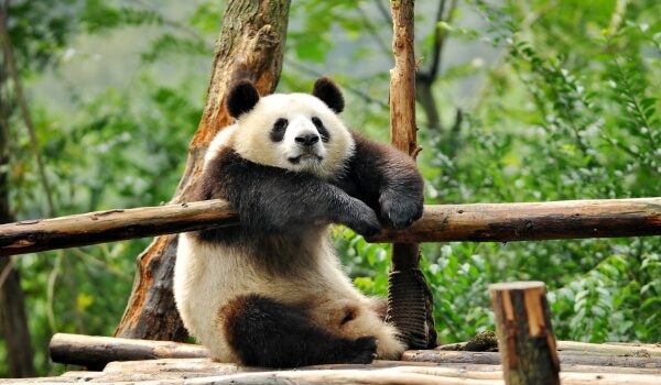 Фото: Животное большая панда