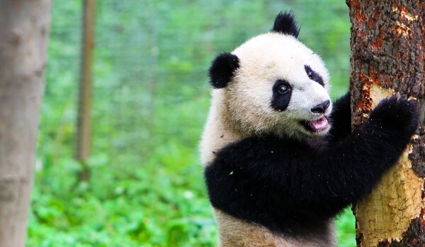Фото: Большая панда